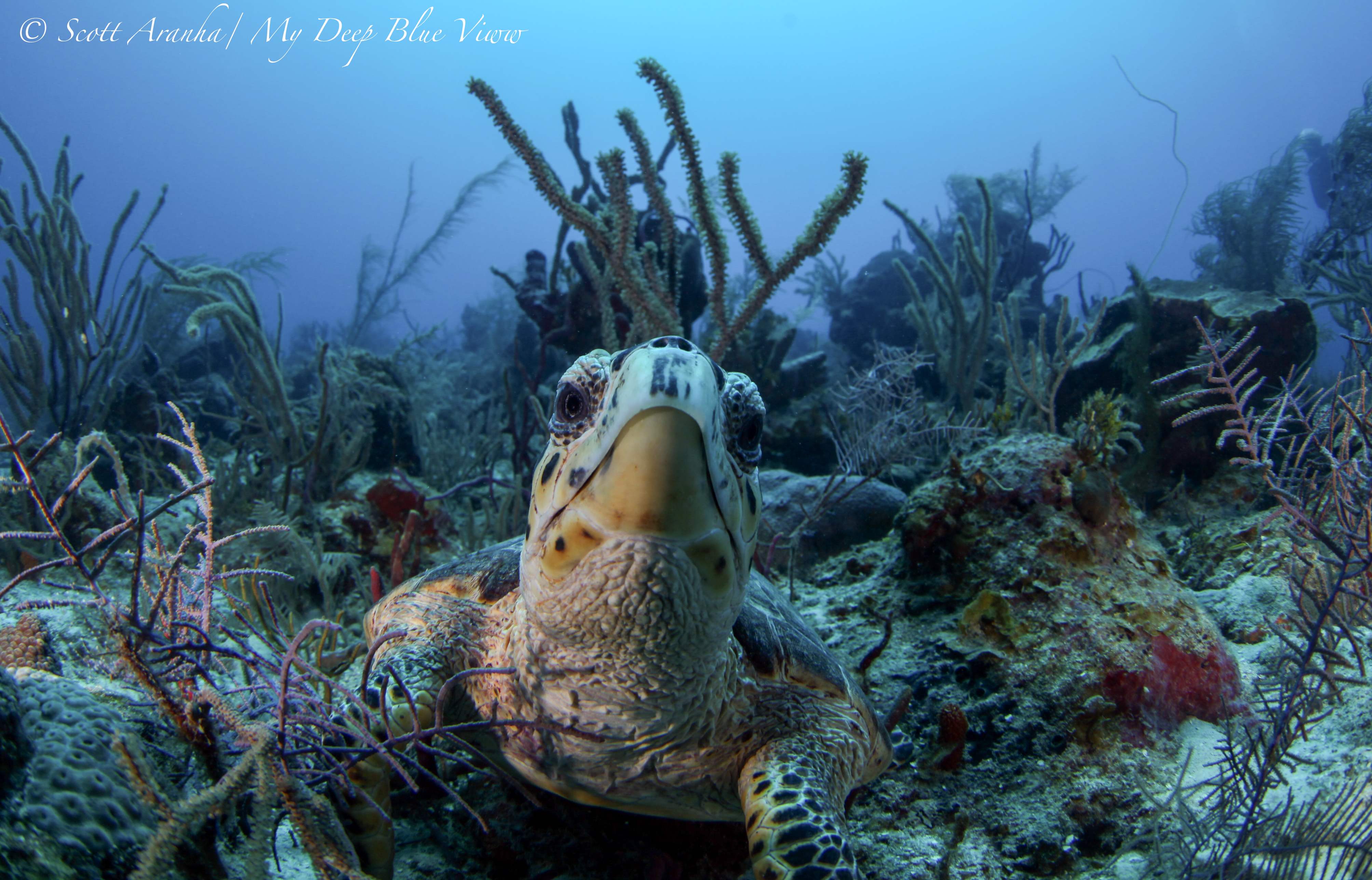 Turtles046.jpeg