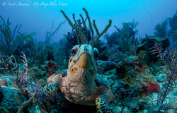 Turtles046.jpeg