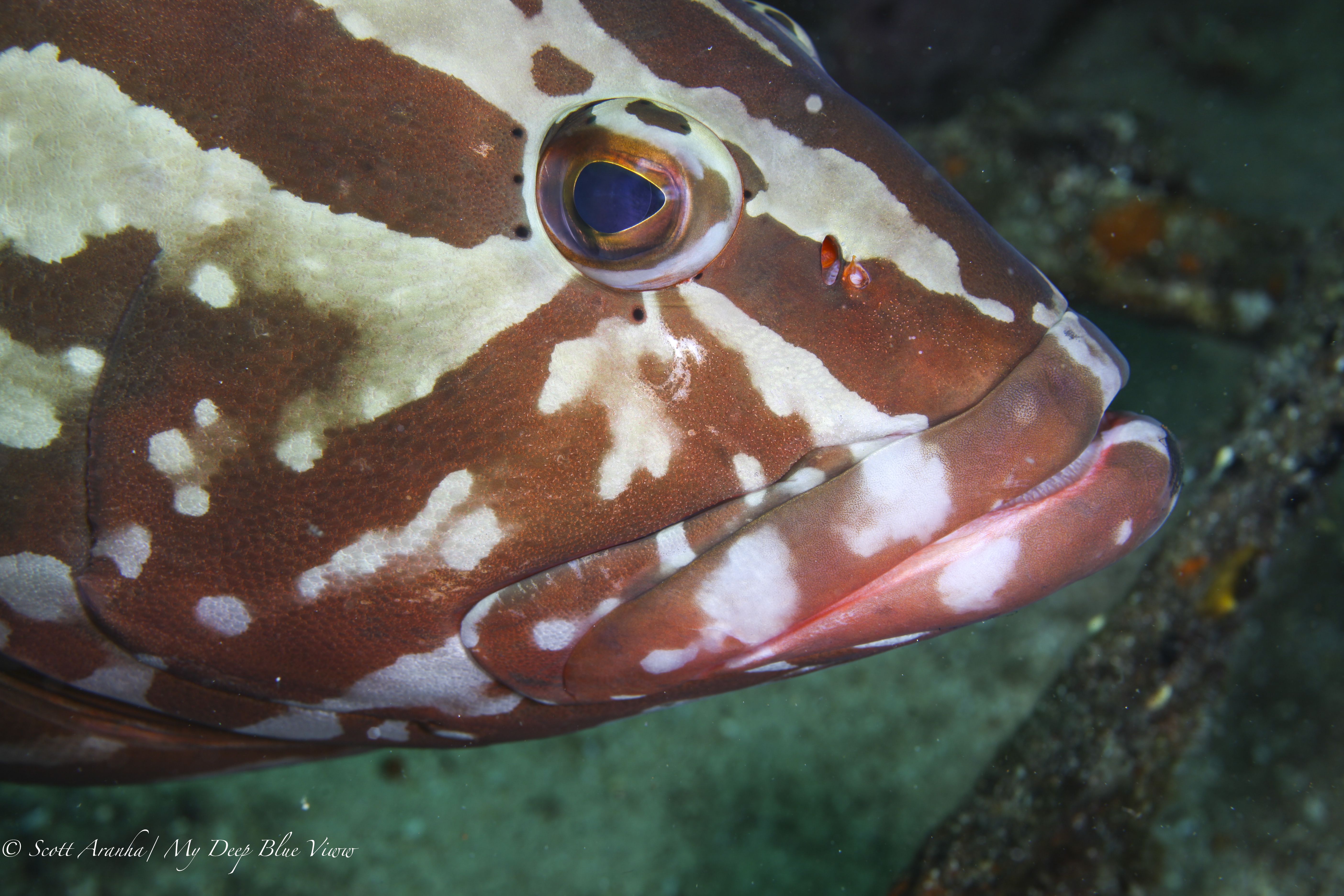 Grouper015.jpeg