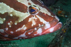 Grouper015.jpeg