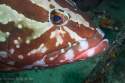 Grouper015.jpeg