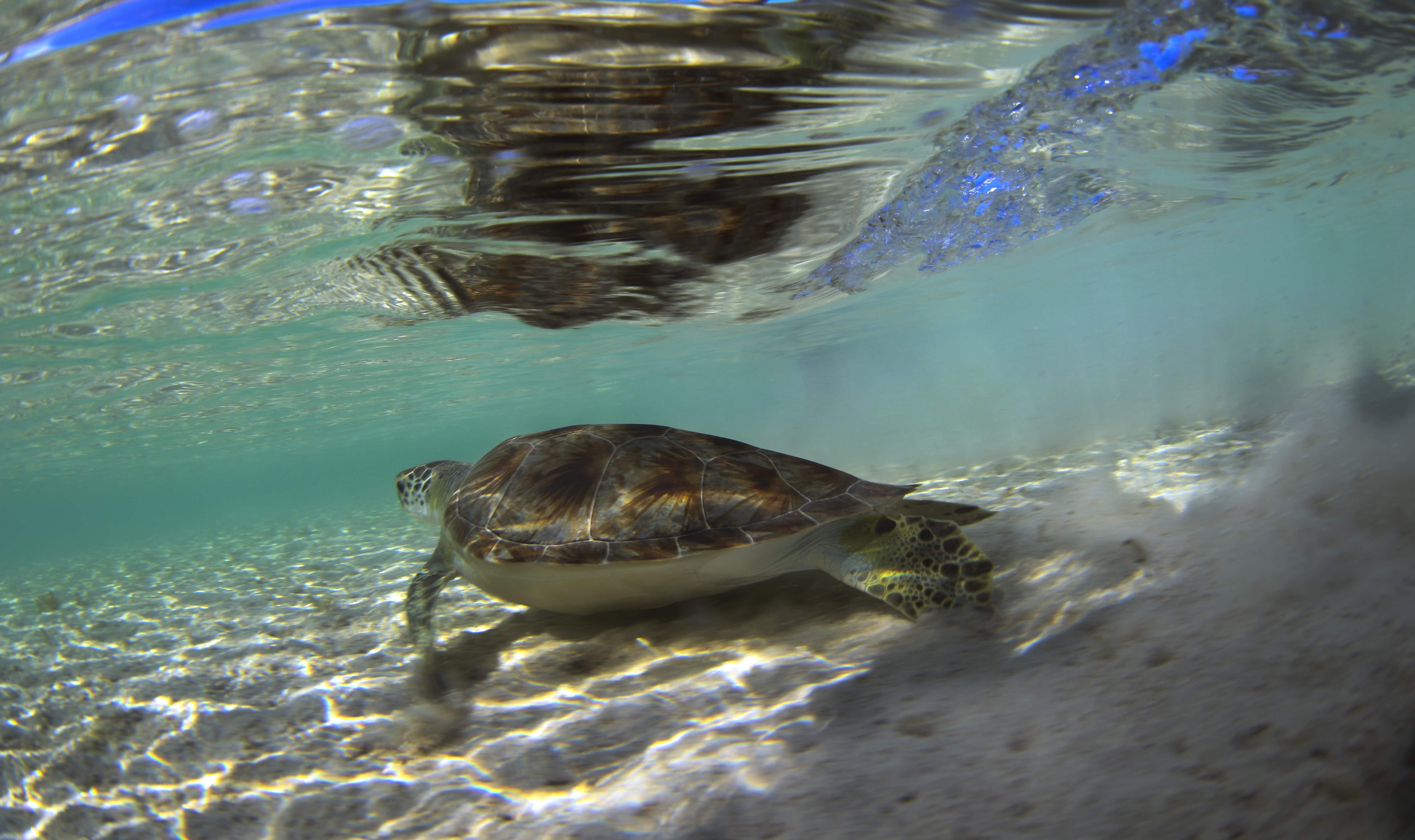 Turtles032.jpeg