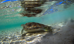 Turtles032.jpeg