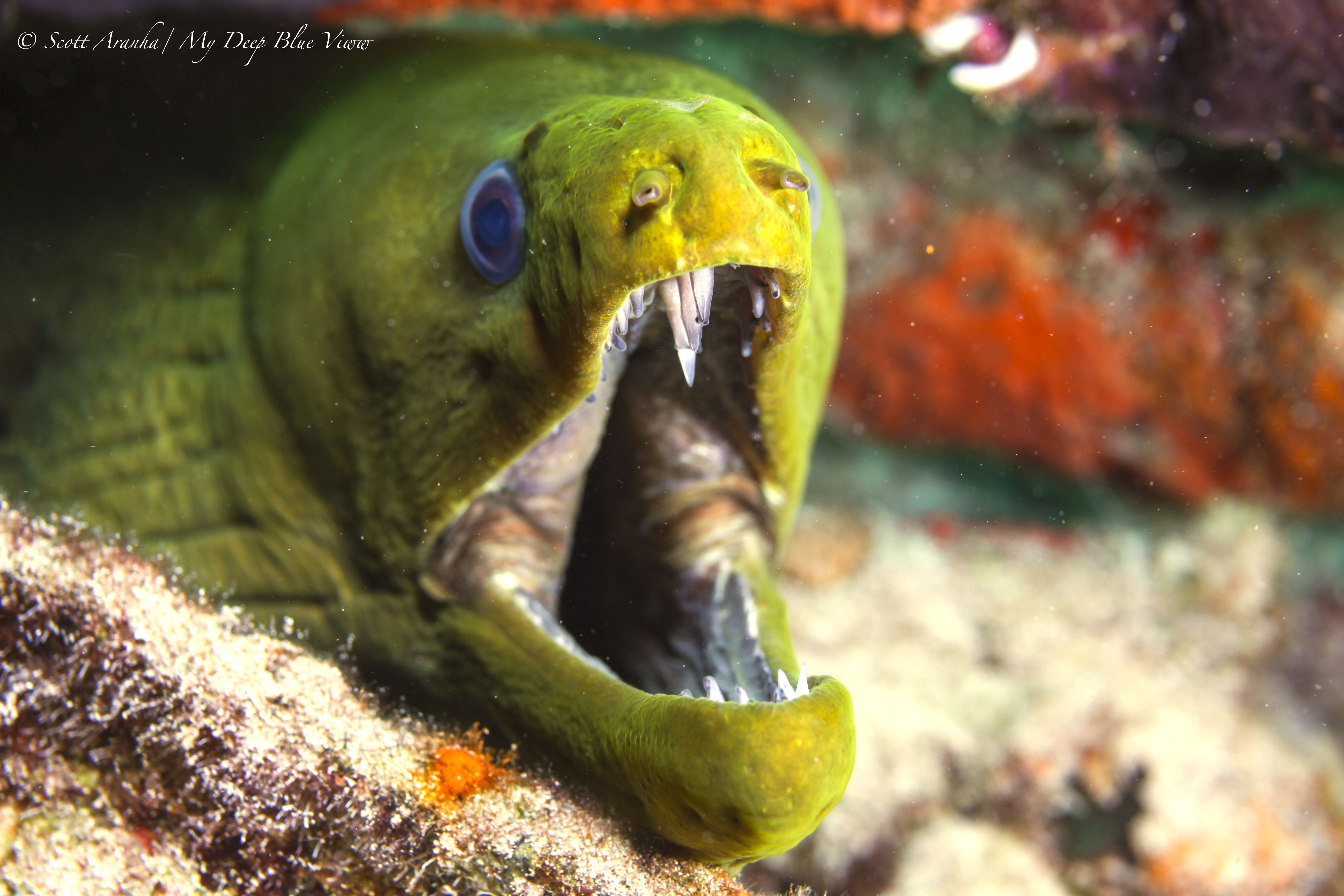 EEL010.jpeg
