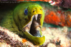 EEL010.jpeg