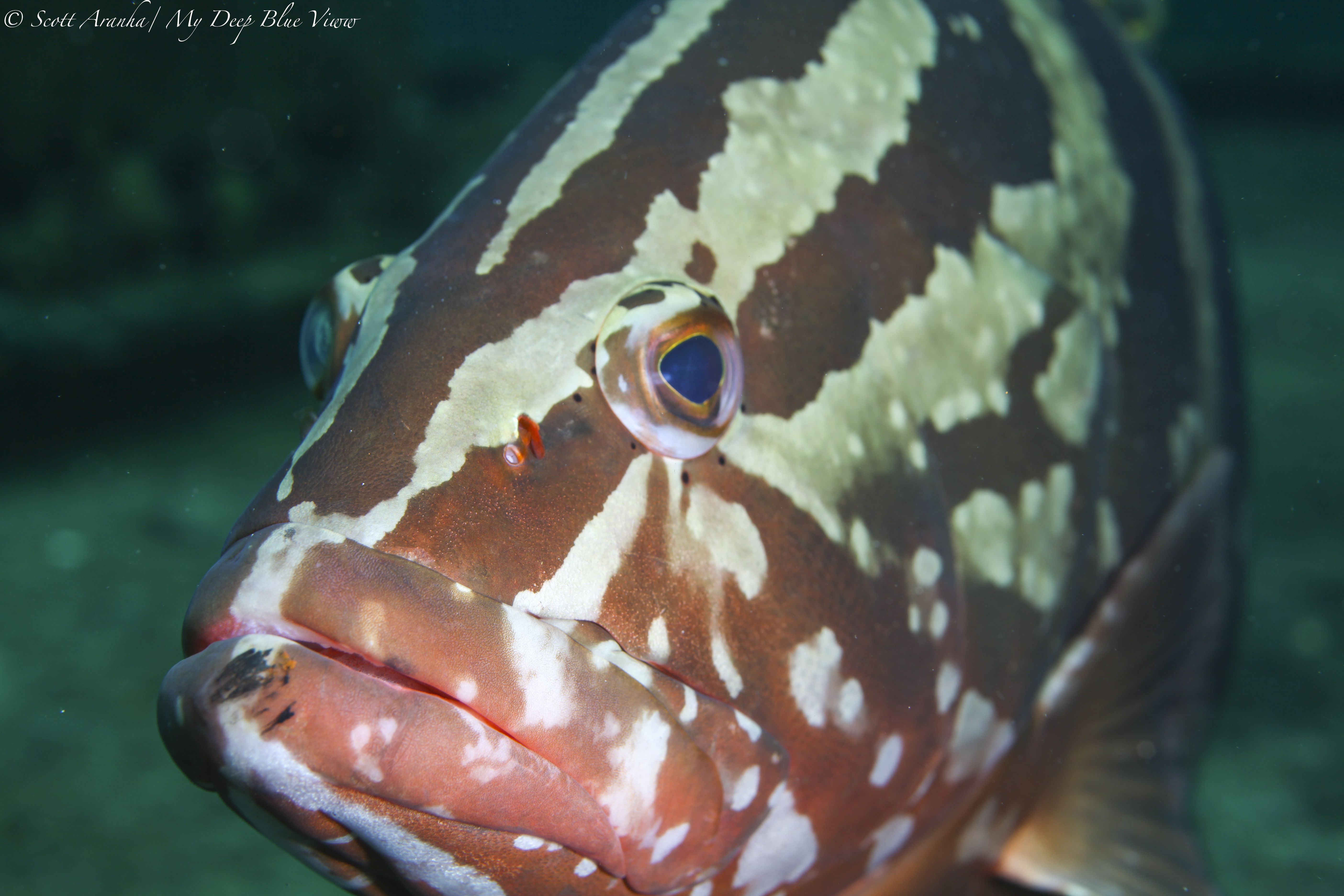 Grouper022.jpeg