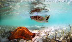 Turtles033.jpeg