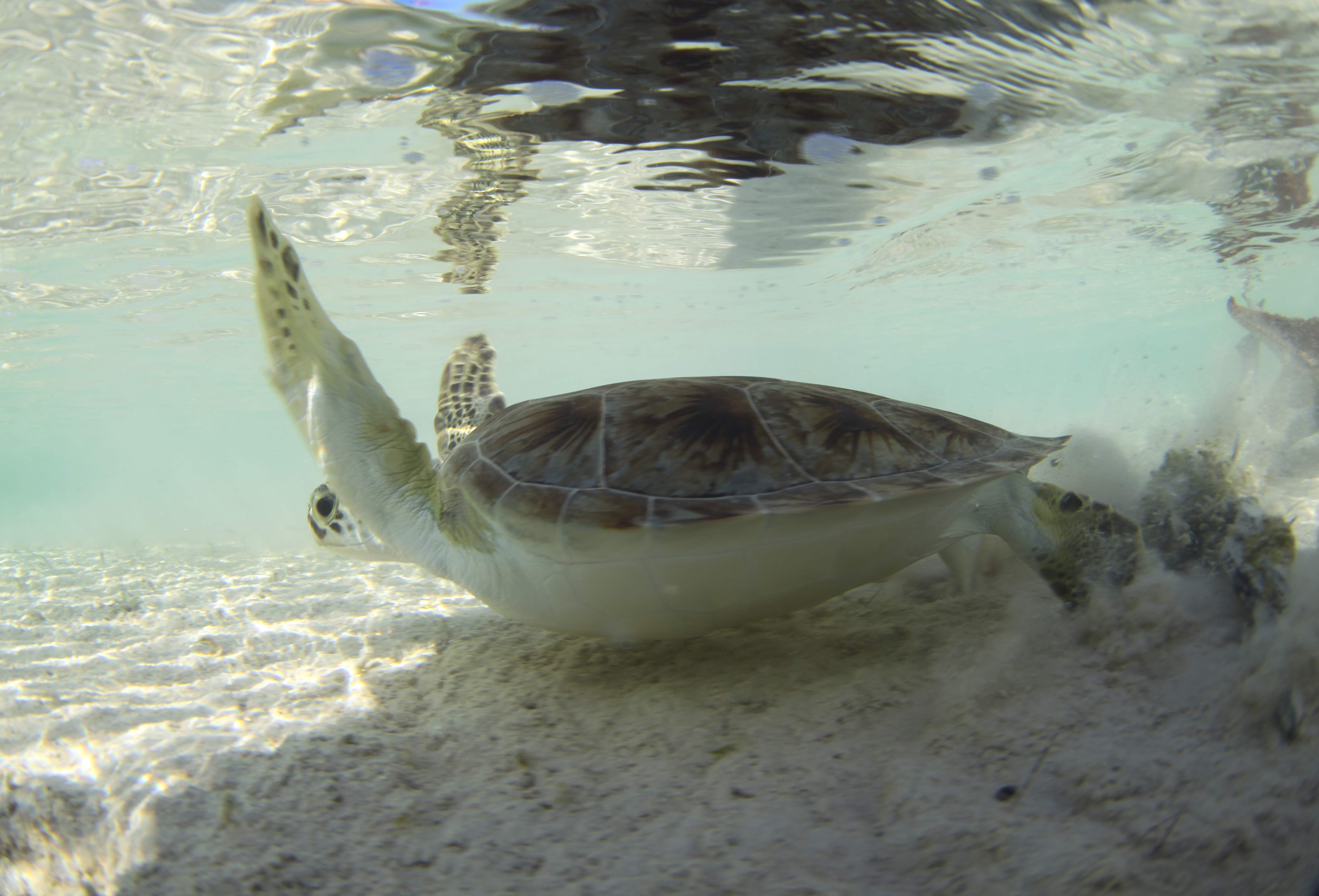 Turtles031.jpeg
