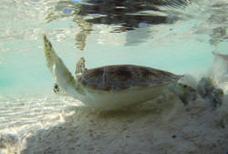 Turtles031.jpeg
