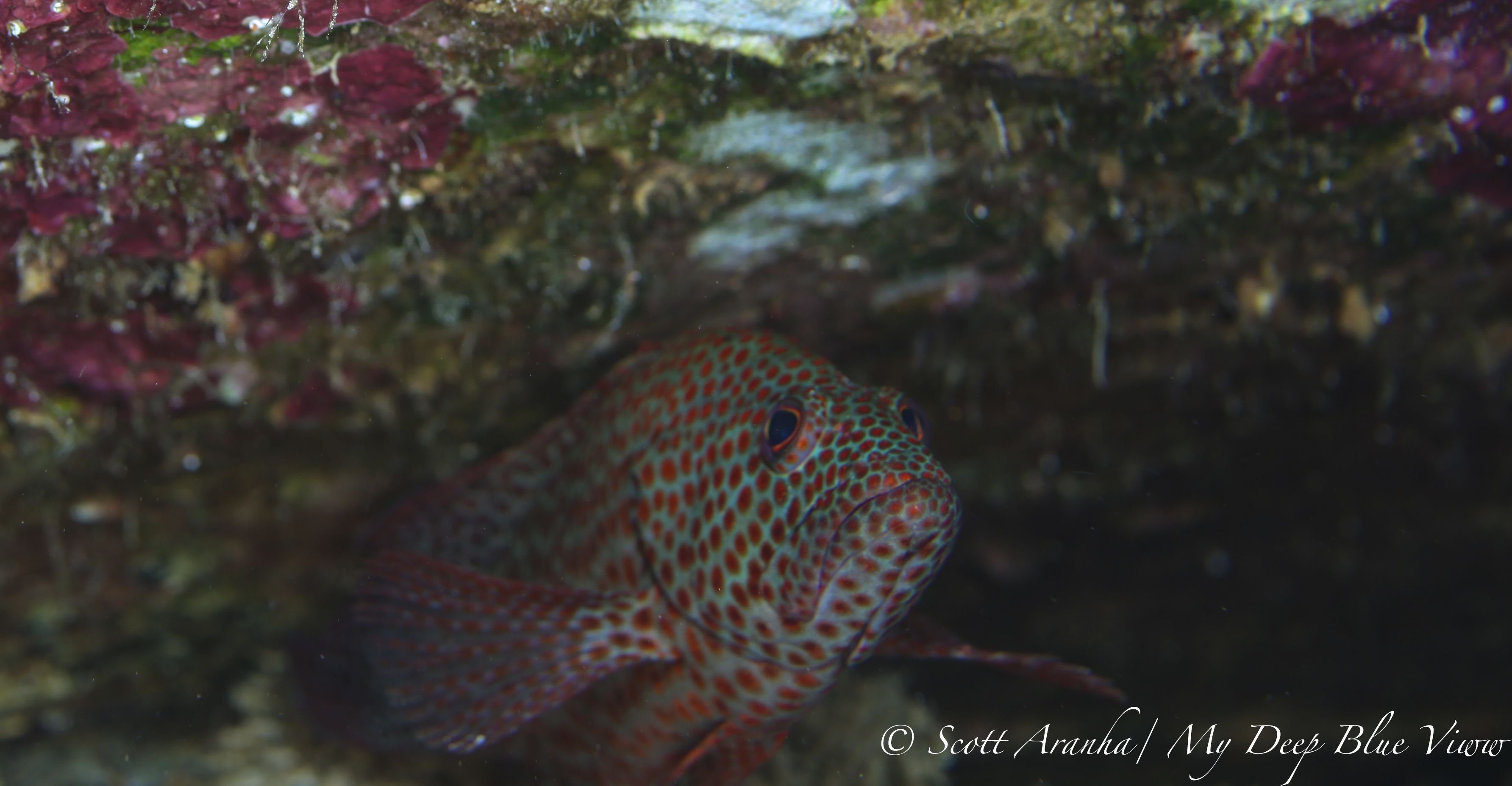 Grouper028.jpeg