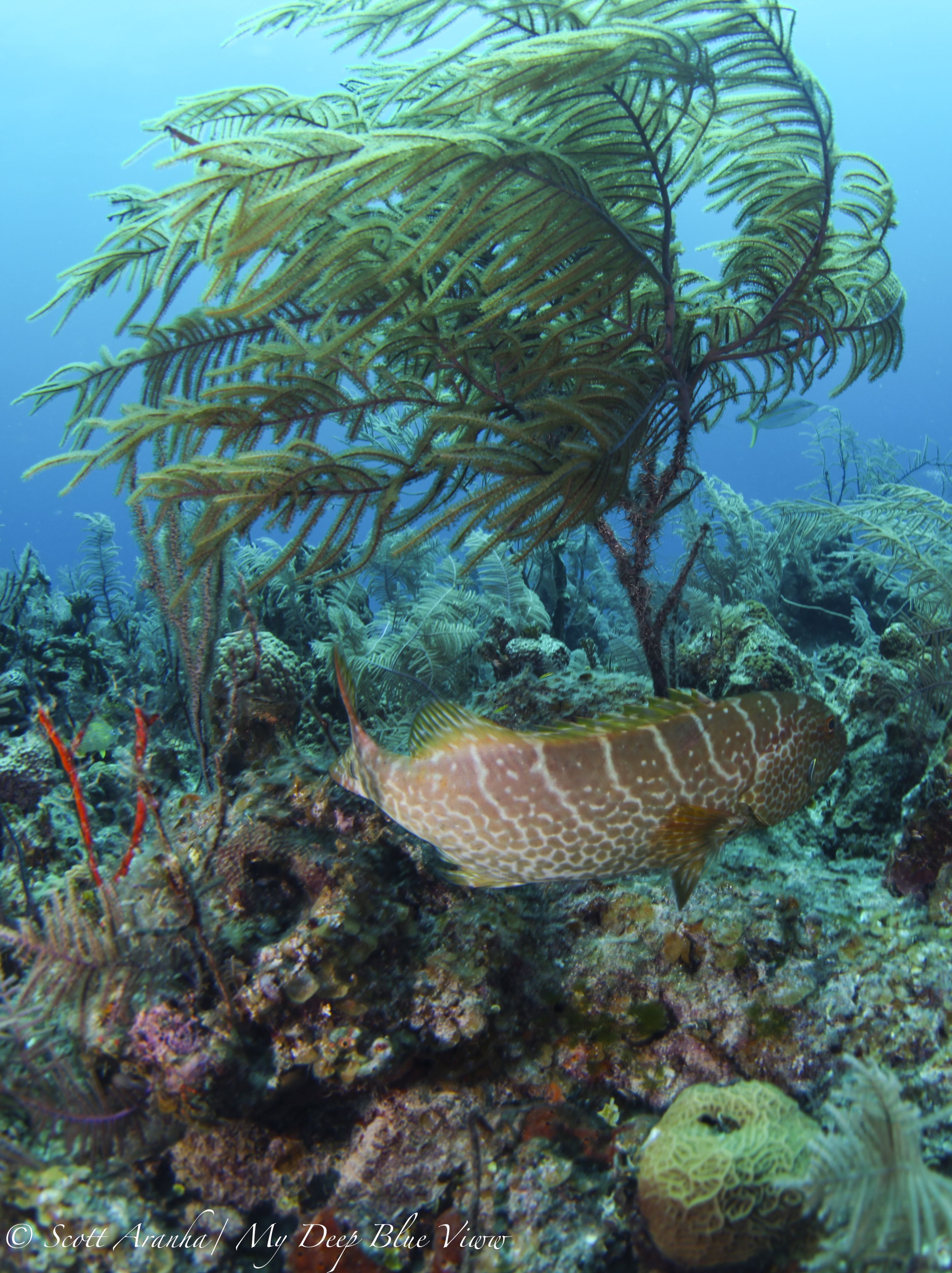 Grouper012.jpeg