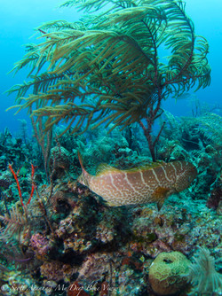 Grouper012.jpeg