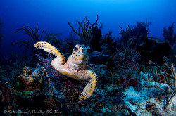 Turtles047.jpeg