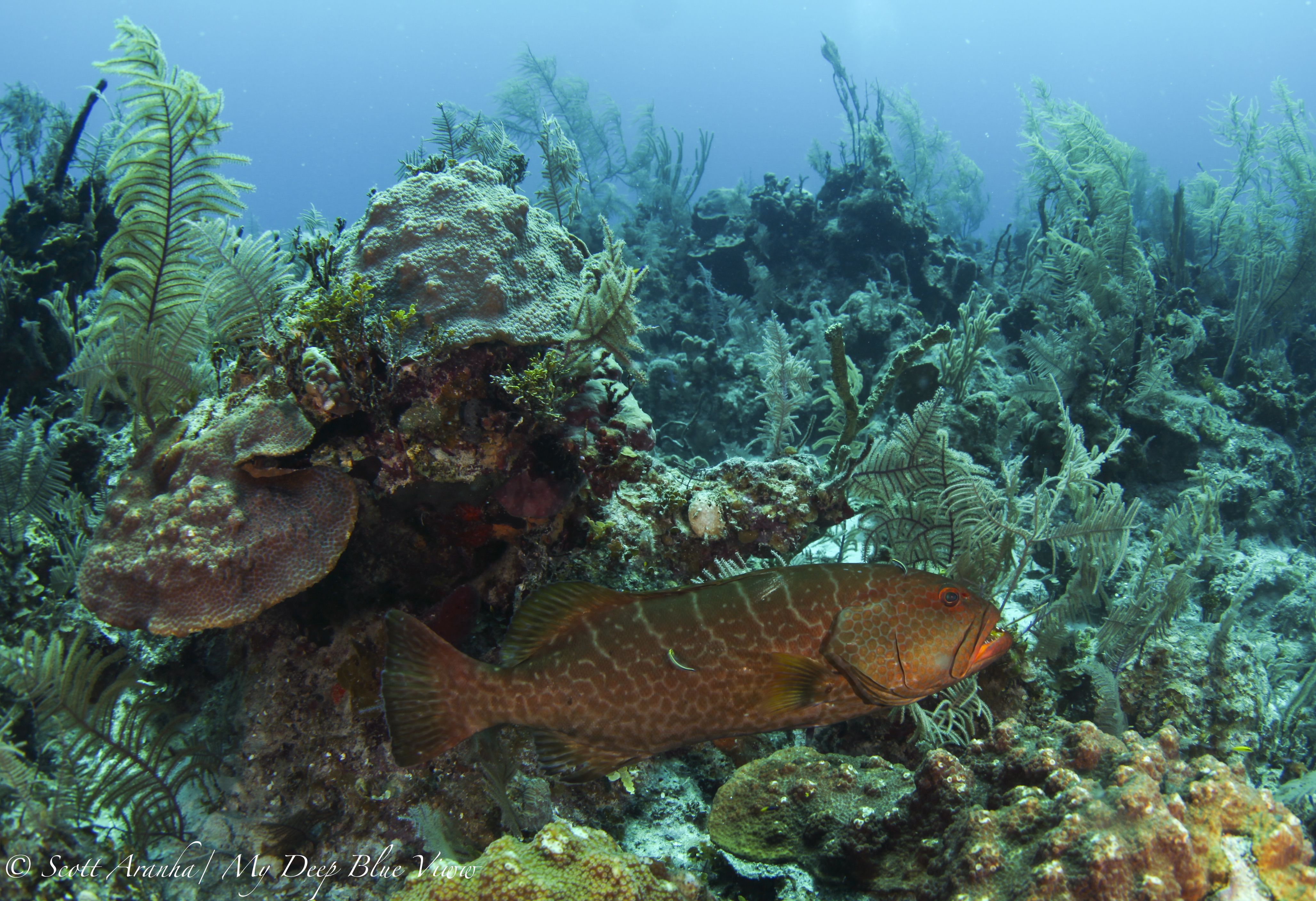 Grouper009.jpeg