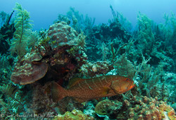 Grouper009.jpeg