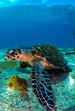 Turtles003.jpeg