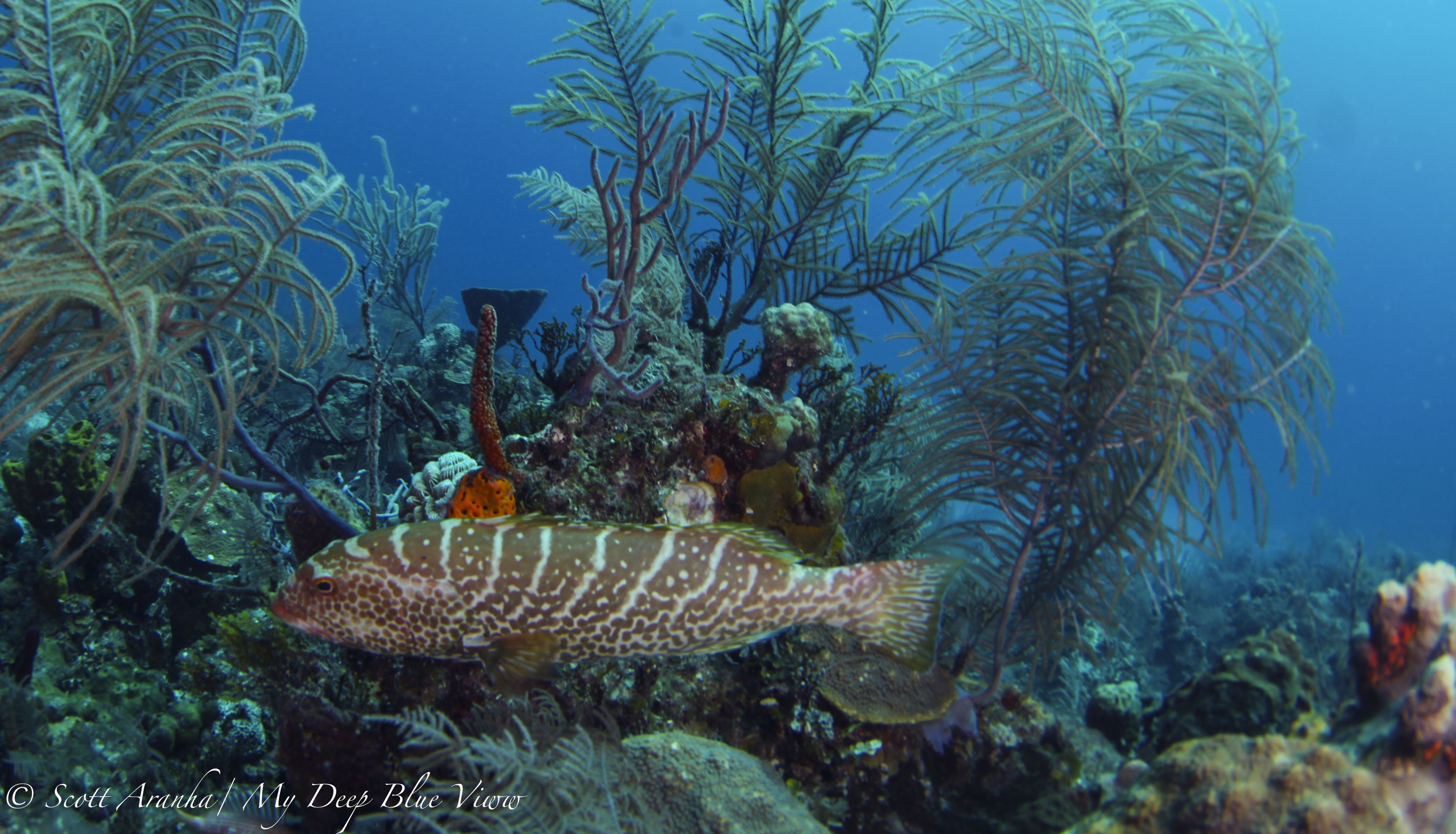 Grouper008.jpeg