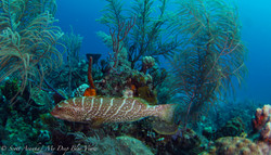 Grouper008.jpeg