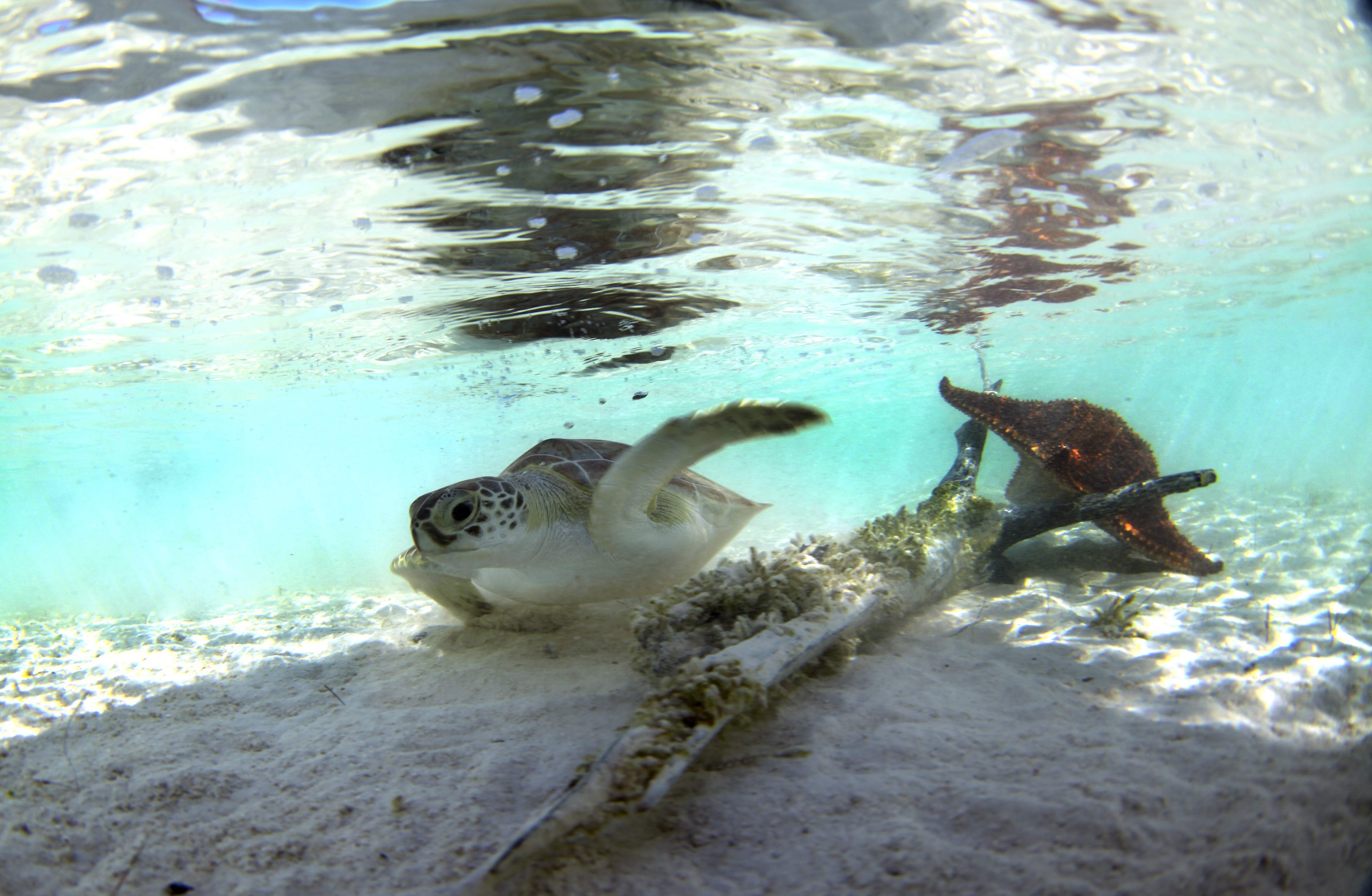 Turtles026.jpeg