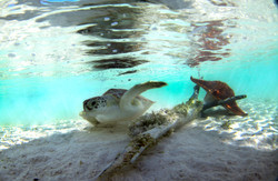 Turtles026.jpeg