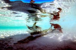 Turtles020.jpeg