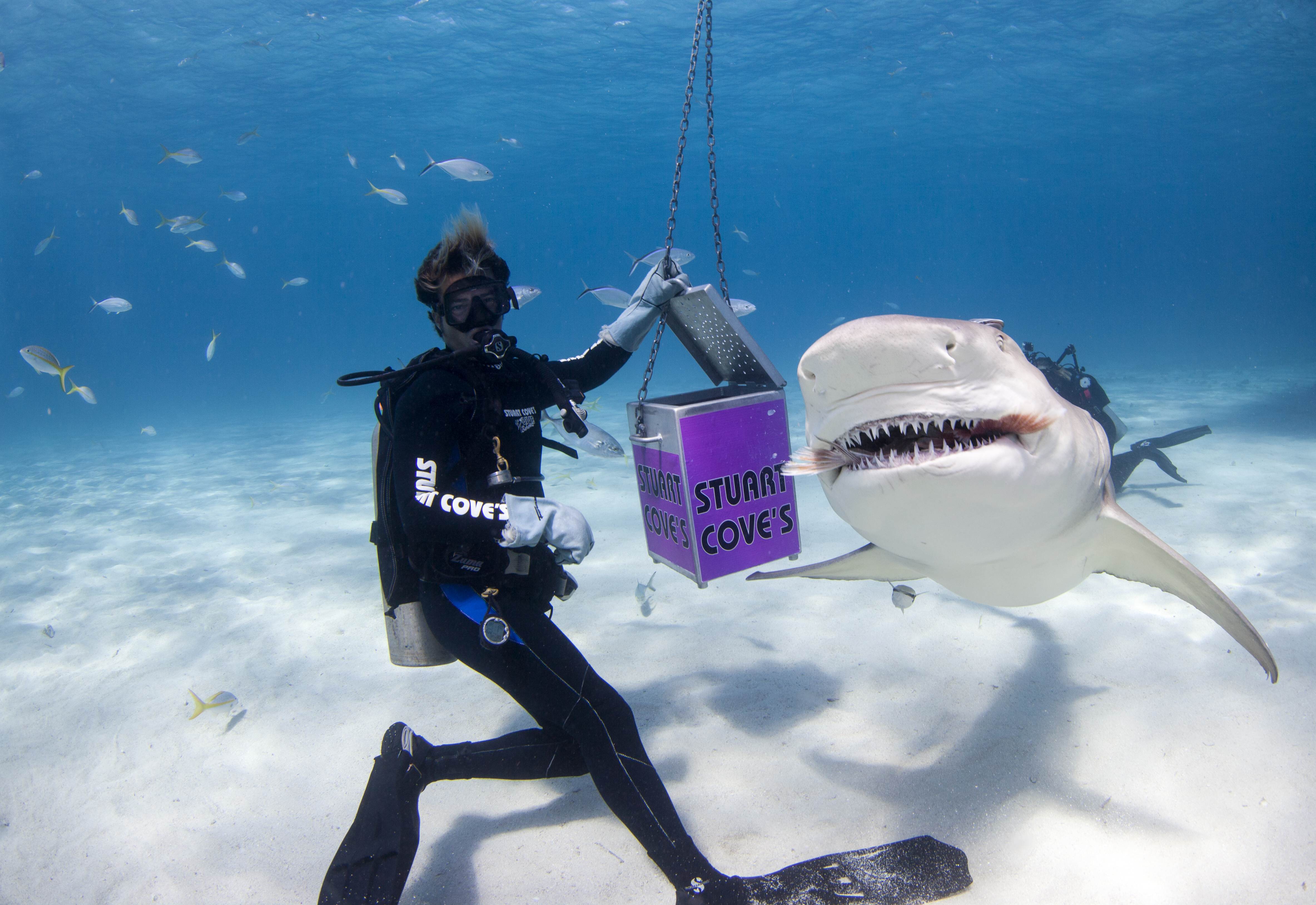 Shark013.JPG