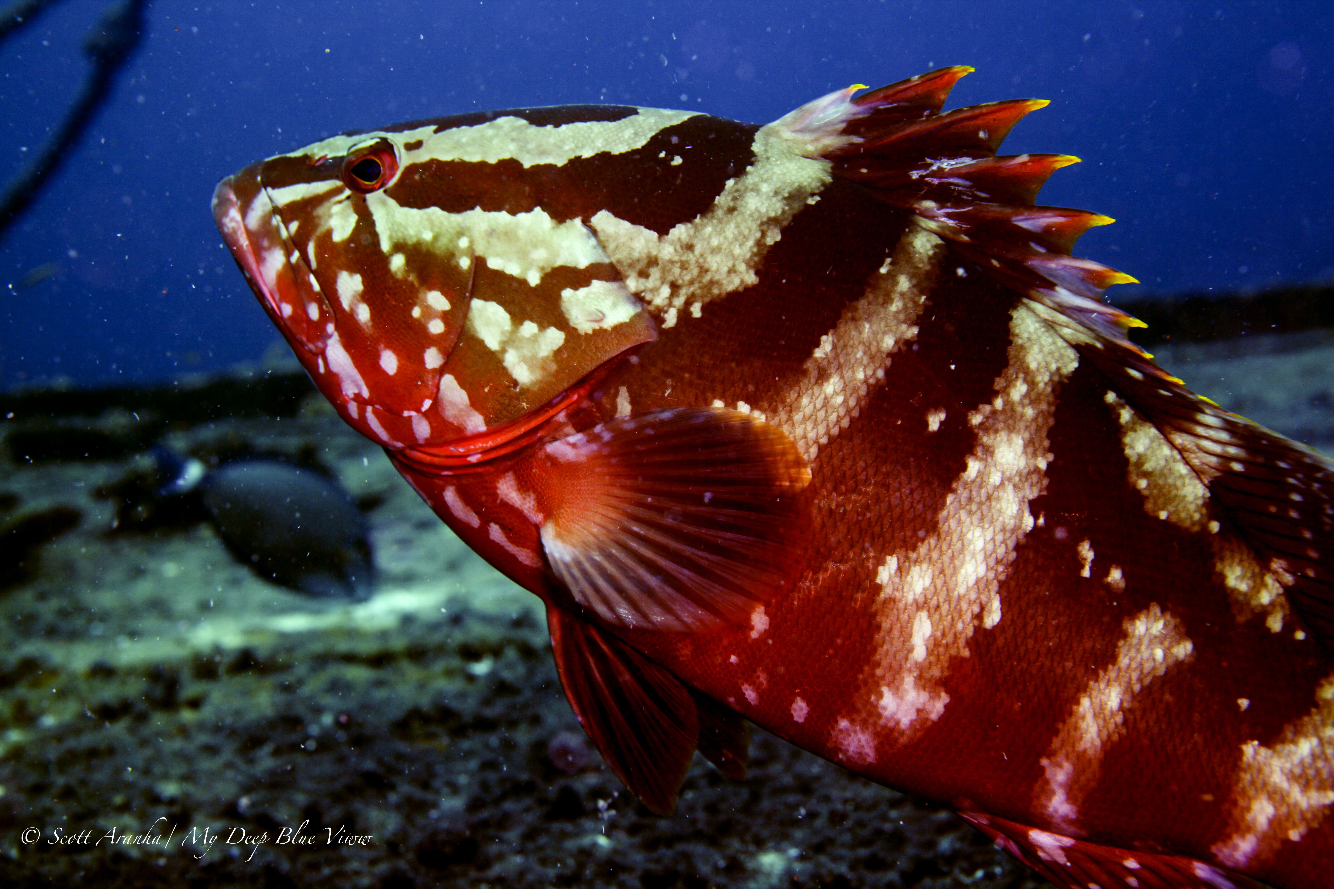 Grouper026.jpeg