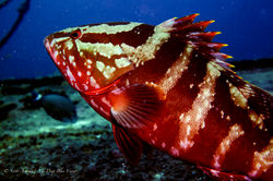 Grouper026.jpeg