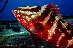 Grouper026.jpeg