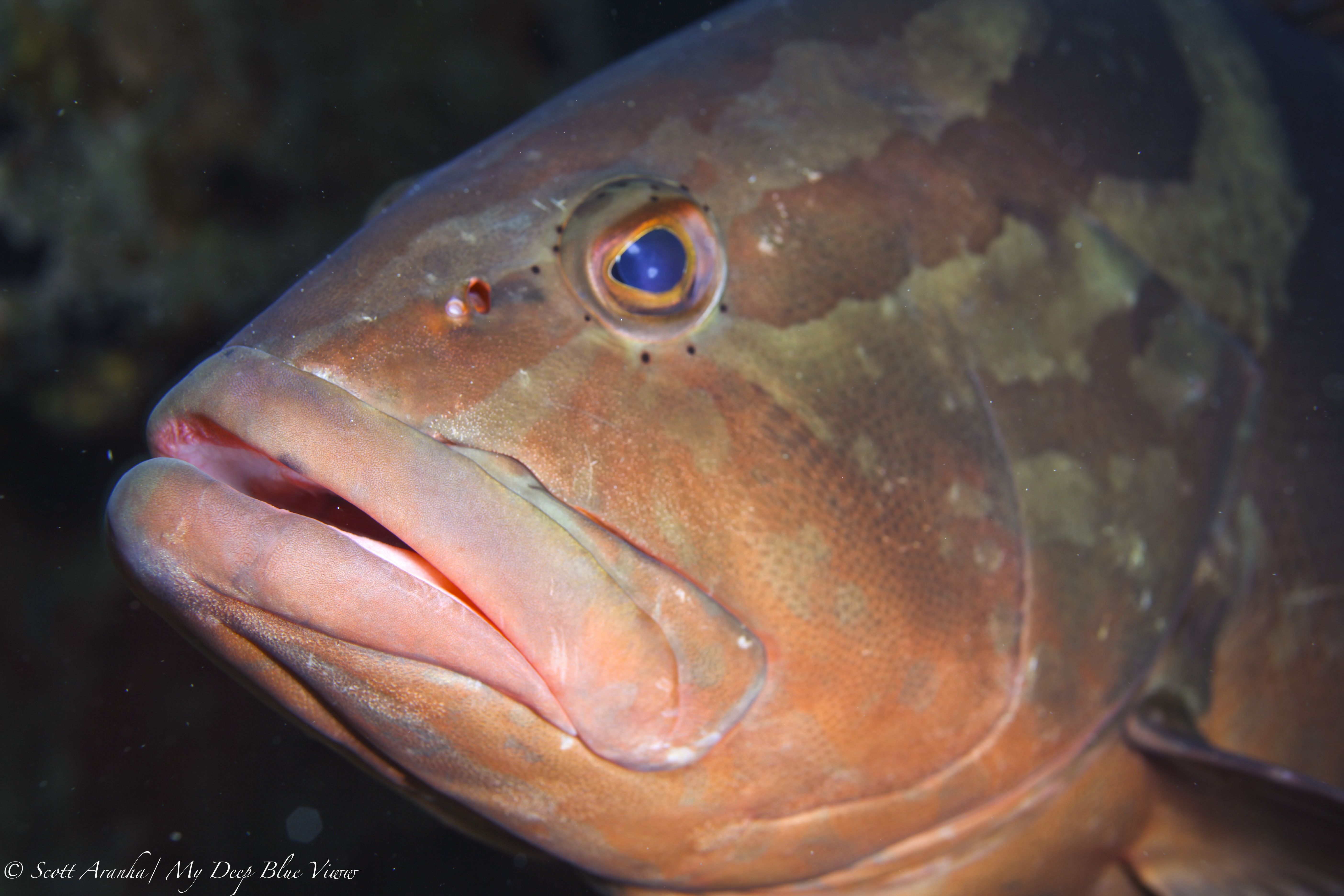 Grouper013.jpeg