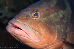 Grouper013.jpeg
