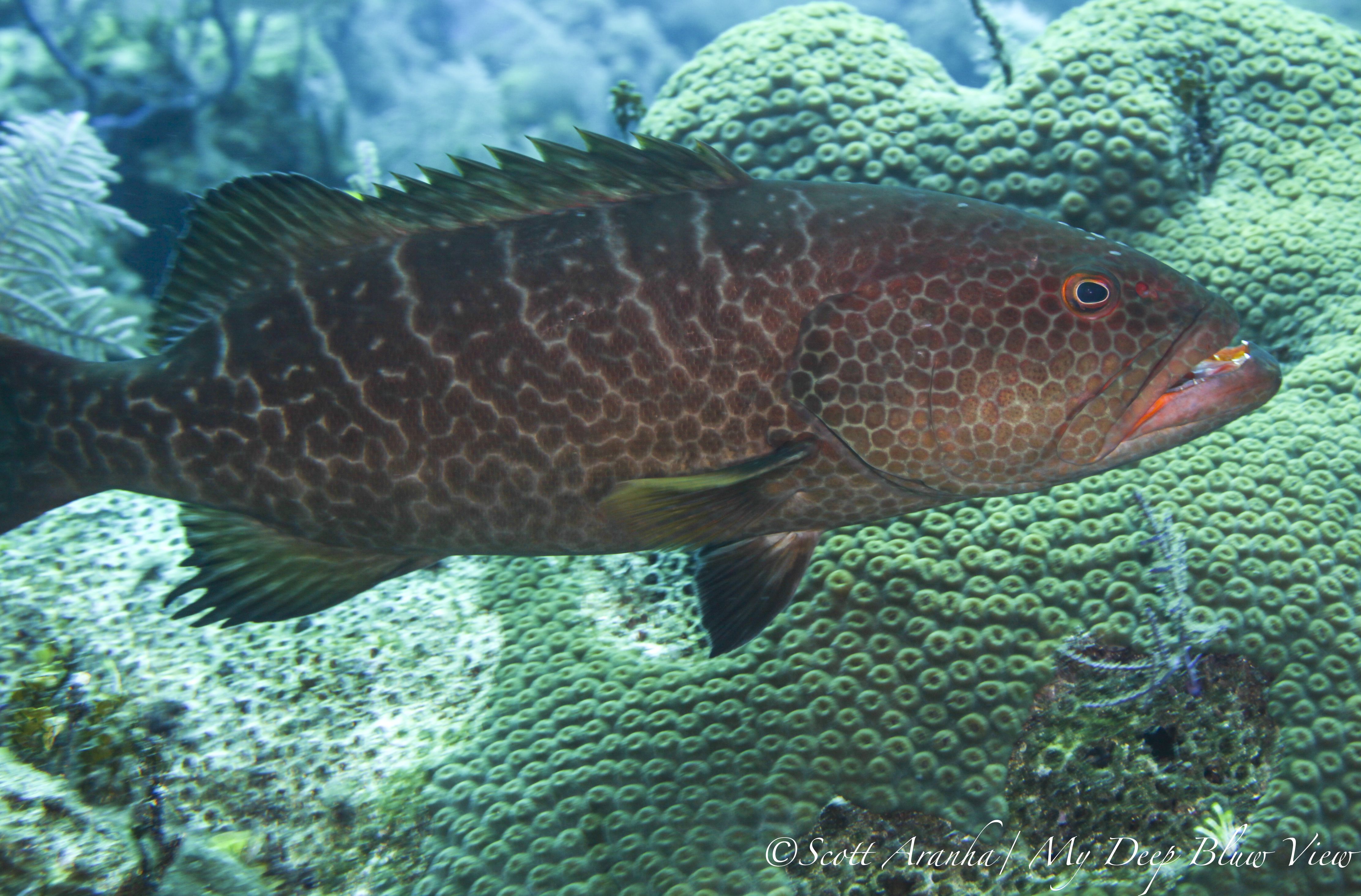 Grouper029.jpeg