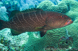 Grouper029.jpeg