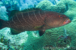 Grouper029.jpeg