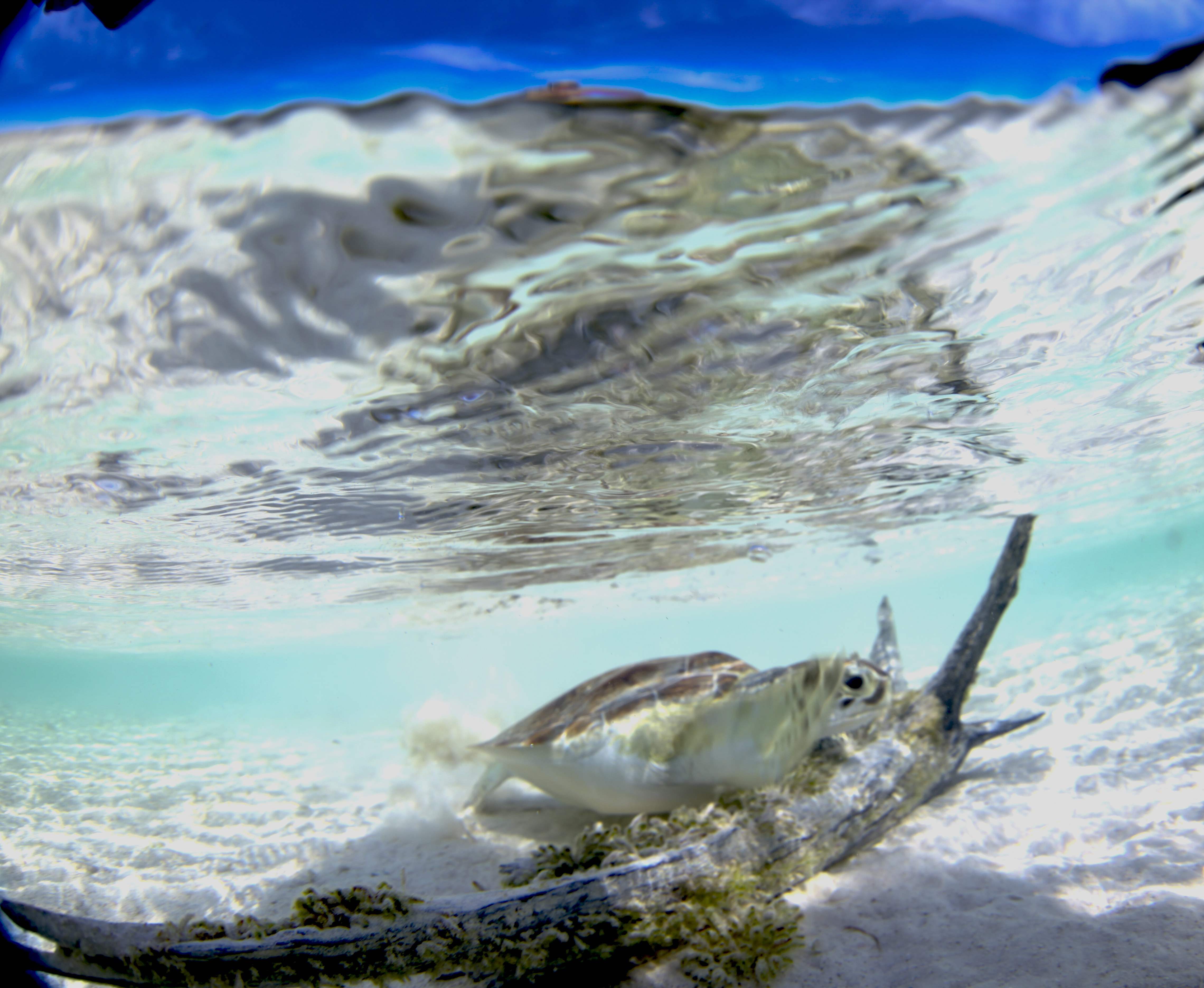 Turtles014.jpeg