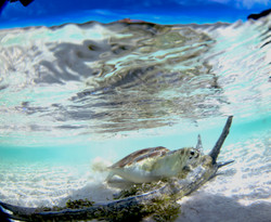 Turtles014.jpeg
