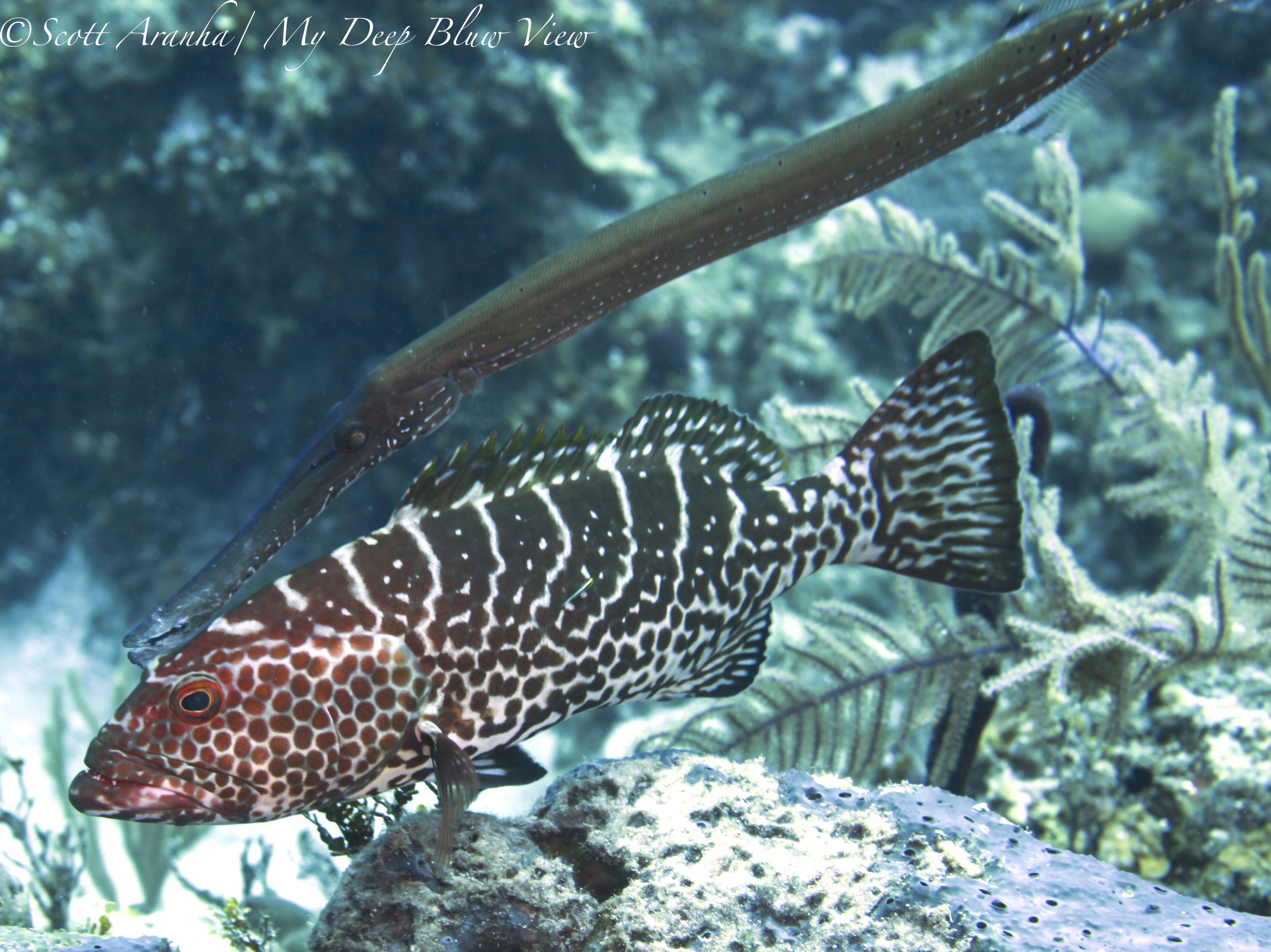 Grouper030.jpeg