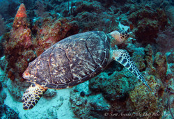 Turtles051.jpeg