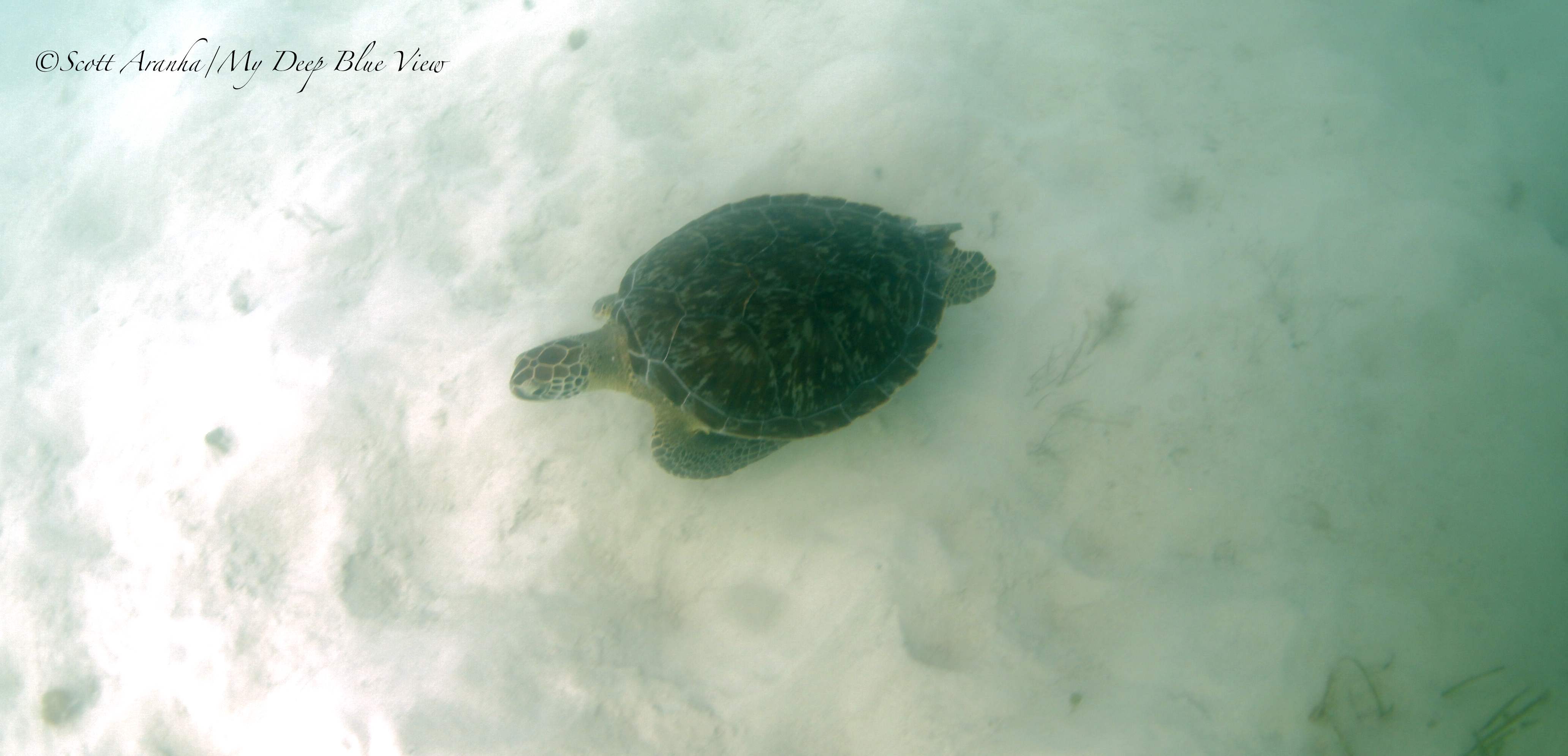 Turtles011.jpeg