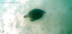 Turtles011.jpeg