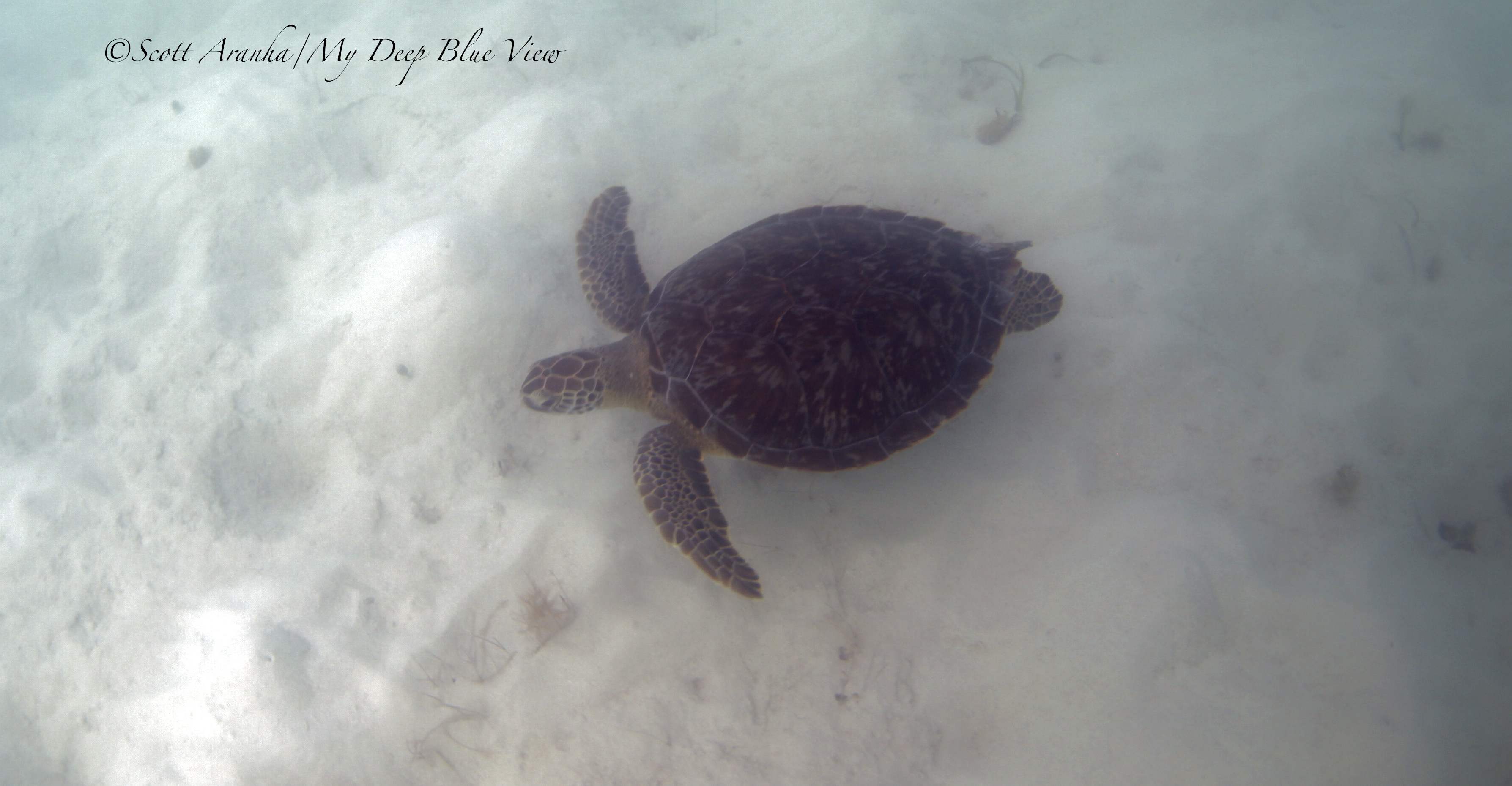 Turtles007.jpeg
