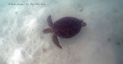 Turtles007.jpeg