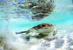 Turtles017.jpeg