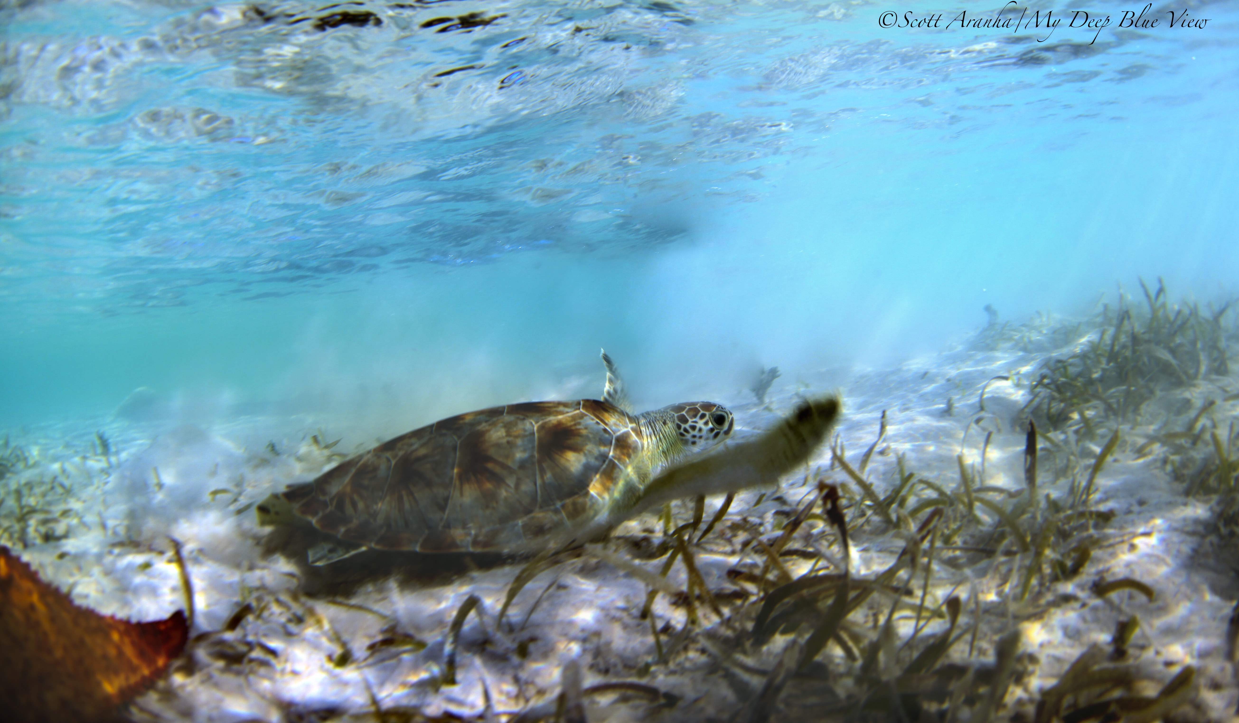 Turtles035.jpeg