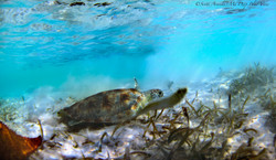 Turtles035.jpeg