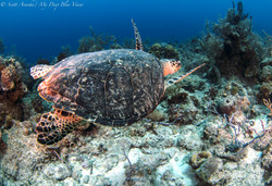 Turtles054.jpeg