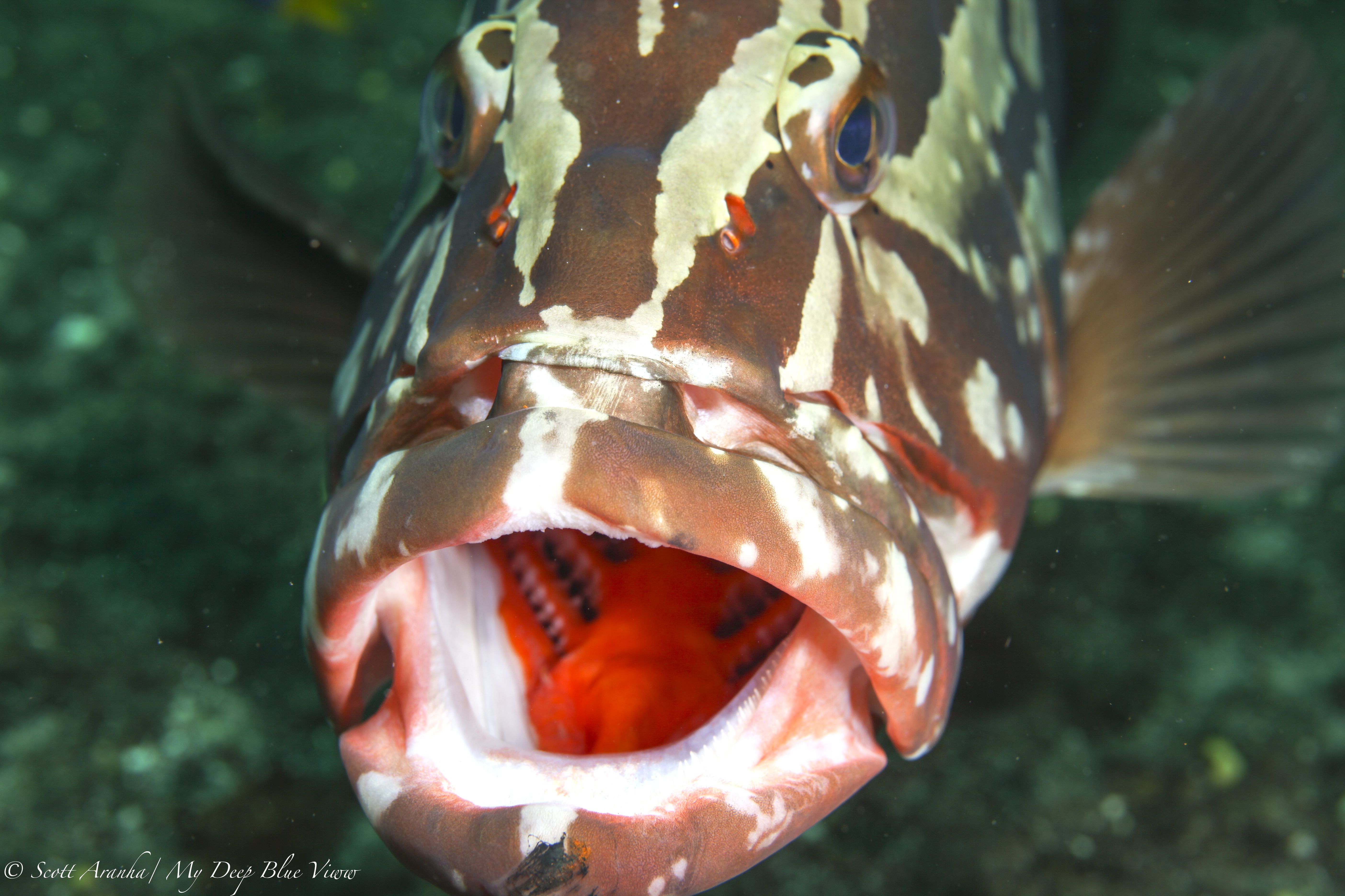 Grouper016.jpeg