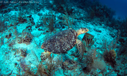 Turtles052.jpeg