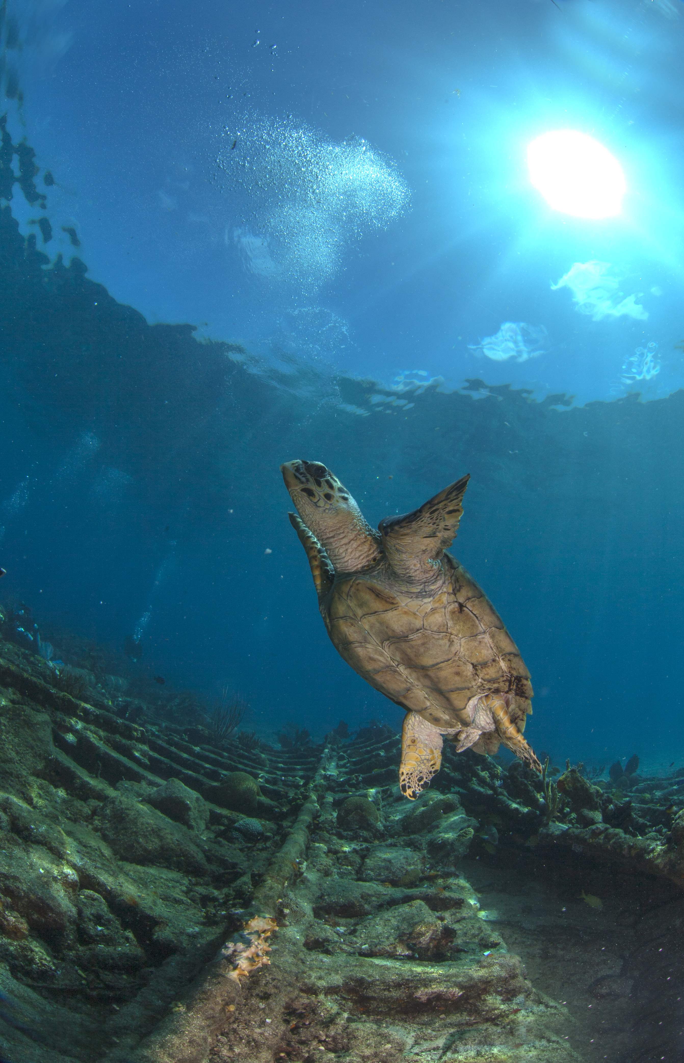 Turtles001.jpeg