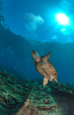 Turtles001.jpeg